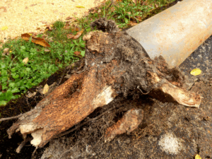 large tree root growing in plumbing line