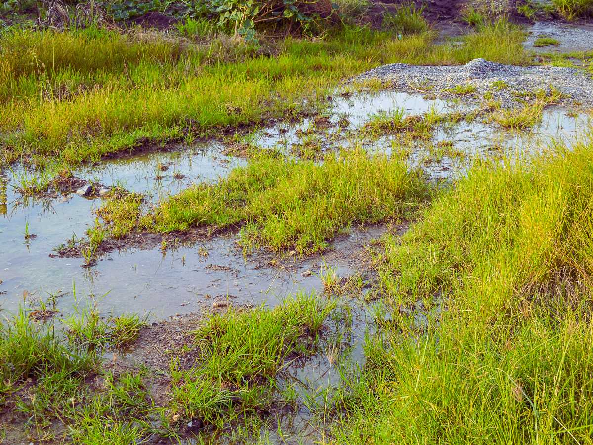 Wet soggy spots in lawn caused by water line break