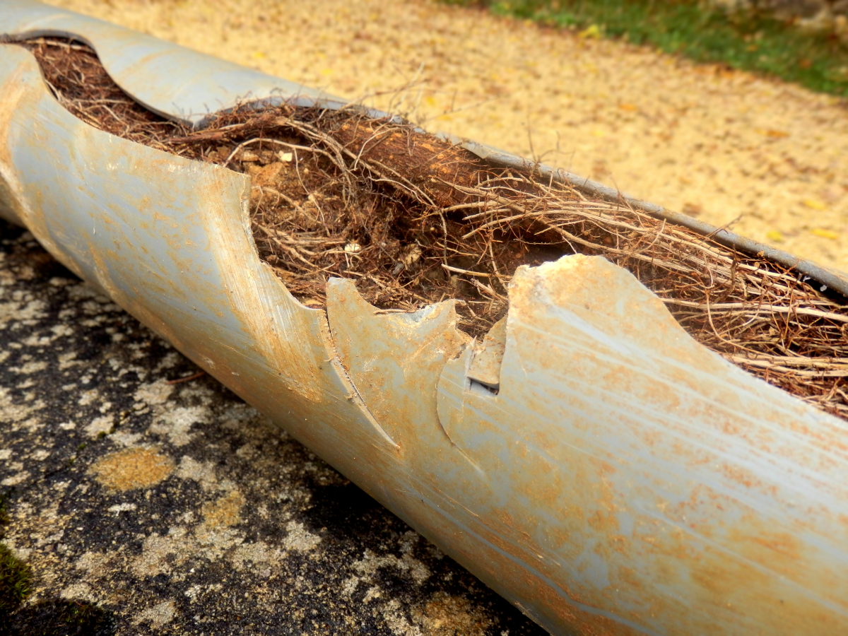 Roots infiltration that caused water line to burst